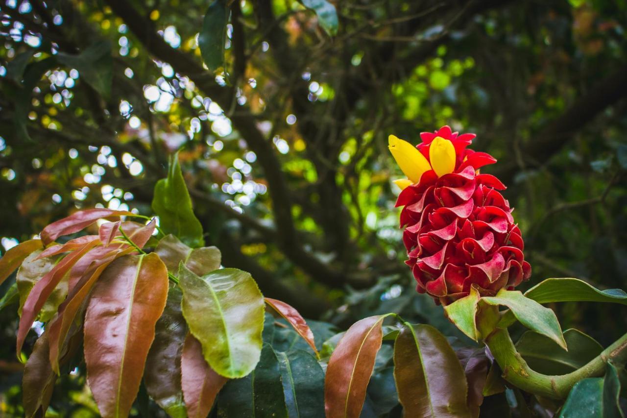 Pousada Alem Do Jardim Praia do Rosa Exterior photo